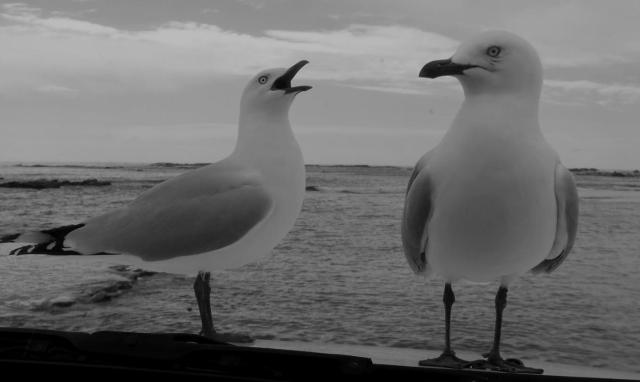 chatting gulls_Kaikoura