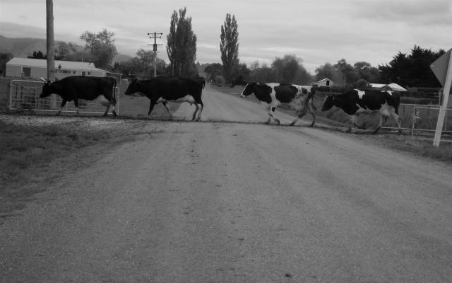 cows crossing_Kaikoura